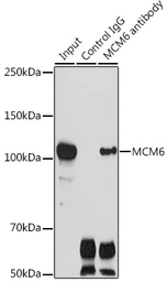 Anti-MCM6 antibody used in Immunoprecipitation (IP). GTX54353