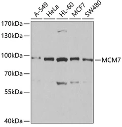 Anti-MCM7 antibody used in Western Blot (WB). GTX54354