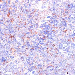 Anti-CD18 antibody used in IHC (Paraffin sections) (IHC-P). GTX54372