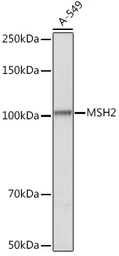 Anti-MSH2 antibody used in Western Blot (WB). GTX54377