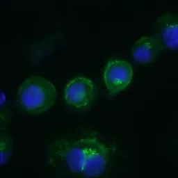 Anti-CD14 antibody [Sa14-2] used in Immunocytochemistry/ Immunofluorescence (ICC/IF). GTX54397