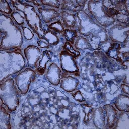 Anti-CD46 antibody [M177] used in IHC (Frozen sections) (IHC-Fr). GTX54447