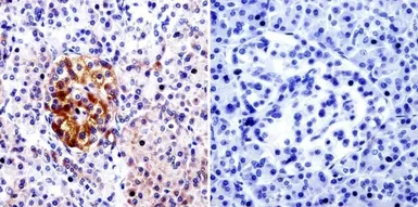 Anti-CDC42 antibody used in IHC (Paraffin sections) (IHC-P). GTX54514