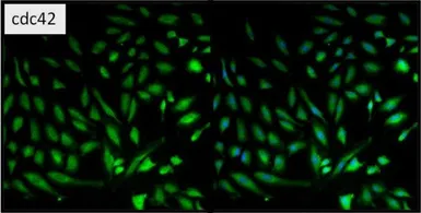 Anti-CDC42 antibody used in Immunocytochemistry/ Immunofluorescence (ICC/IF). GTX54514