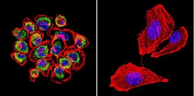 Anti-CDC42 antibody used in Immunocytochemistry/ Immunofluorescence (ICC/IF). GTX54514