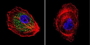 Anti-CDC42 antibody used in Immunocytochemistry/ Immunofluorescence (ICC/IF). GTX54514