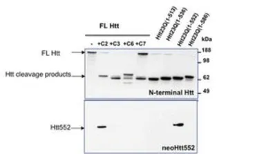 Anti-Huntingtin (neoepitope 552) antibody used in Western Blot (WB). GTX54521