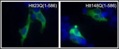 Anti-Huntingtin (neoepitope 586) antibody used in Immunocytochemistry/ Immunofluorescence (ICC/IF). GTX54522