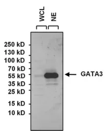 Anti-GATA3 antibody used in Western Blot (WB). GTX54527