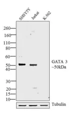 Anti-GATA3 antibody used in Western Blot (WB). GTX54527