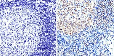 Anti-PAX5 antibody used in IHC (Paraffin sections) (IHC-P). GTX54532