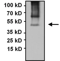 Anti-PAX5 antibody used in Immunoprecipitation (IP). GTX54532