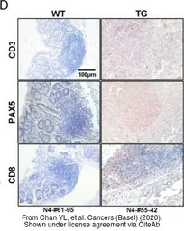 Anti-PAX5 antibody used in IHC (Paraffin sections) (IHC-P). GTX54532