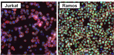 Anti-PAX5 antibody used in Immunocytochemistry/ Immunofluorescence (ICC/IF). GTX54532