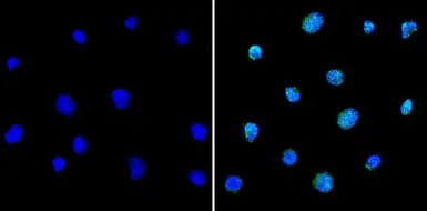Anti-PAX5 antibody used in Immunocytochemistry/ Immunofluorescence (ICC/IF). GTX54532