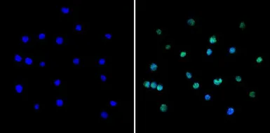 Anti-PAX5 antibody used in Immunocytochemistry/ Immunofluorescence (ICC/IF). GTX54532