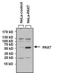 Anti-PAX7 antibody used in Western Blot (WB). GTX54533