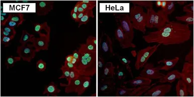 Anti-PAX7 antibody used in Immunocytochemistry/ Immunofluorescence (ICC/IF). GTX54533