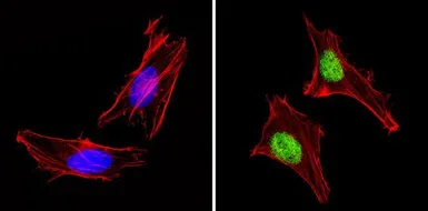 Anti-PAX7 antibody used in Immunocytochemistry/ Immunofluorescence (ICC/IF). GTX54533