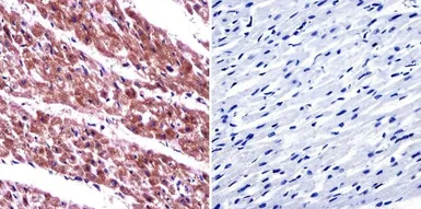 Anti-ARF6 antibody used in IHC (Paraffin sections) (IHC-P). GTX54540