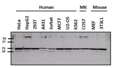 Anti-ARF6 antibody used in Western Blot (WB). GTX54540