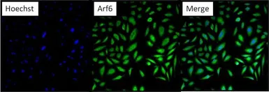 Anti-ARF6 antibody used in Immunocytochemistry/ Immunofluorescence (ICC/IF). GTX54540