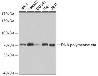 Anti-POLH antibody used in Western Blot (WB). GTX54545