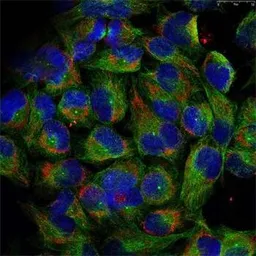 Anti-NFkB p100 (phospho Ser866) antibody used in Immunocytochemistry/ Immunofluorescence (ICC/IF). GTX54550