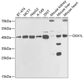 Anti-OXA1L antibody used in Western Blot (WB). GTX54553