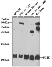 Anti-PCBD1 antibody used in Western Blot (WB). GTX54554