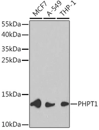Anti-PHPT1 antibody used in Western Blot (WB). GTX54556