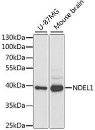 Anti-Nudel antibody used in Western Blot (WB). GTX54566