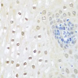 Anti-NEDD8 antibody used in IHC (Paraffin sections) (IHC-P). GTX54567