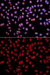 Anti-POLR2J antibody used in Immunocytochemistry/ Immunofluorescence (ICC/IF). GTX54570