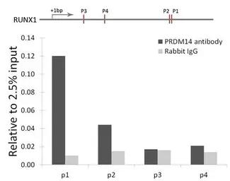 Anti-PRDM14 antibody used in ChIP assay (ChIP assay). GTX54571