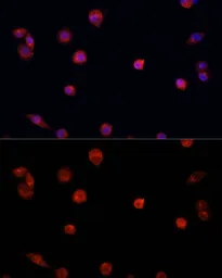 Anti-PRDM14 antibody used in Immunocytochemistry/ Immunofluorescence (ICC/IF). GTX54571