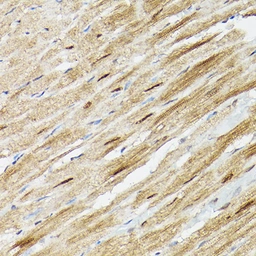 Anti-PSMA3 antibody used in Immunoprecipitation (IP). GTX54582