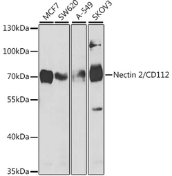 Anti-Nectin 2 antibody used in Western Blot (WB). GTX54584