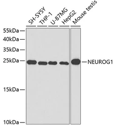 Anti-Neurogenin 1 antibody used in Western Blot (WB). GTX54587