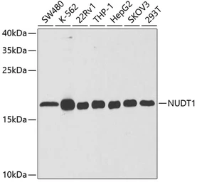 Anti-MTH1 antibody used in Western Blot (WB). GTX54588