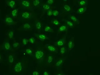 Anti-POLR2E antibody used in Immunocytochemistry/ Immunofluorescence (ICC/IF). GTX54591
