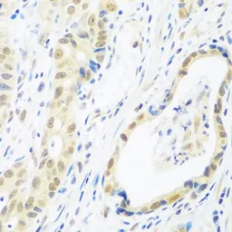 Anti-POLR2E antibody used in IHC (Paraffin sections) (IHC-P). GTX54591