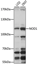 Anti-NOD1 antibody used in Western Blot (WB). GTX54595