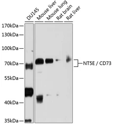 Anti-CD73 antibody used in Western Blot (WB). GTX54599