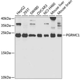 Anti-PGRMC1 antibody used in Western Blot (WB). GTX54607