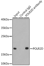 Anti-POLR2D antibody used in Immunoprecipitation (IP). GTX54623