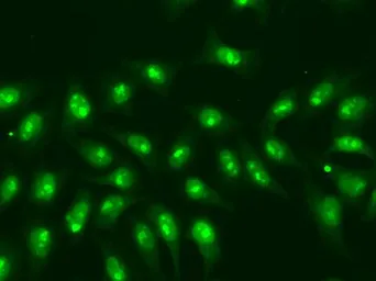 Anti-POLR2D antibody used in Immunocytochemistry/ Immunofluorescence (ICC/IF). GTX54623