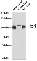 Anti-PIWIL1 antibody used in Western Blot (WB). GTX54631
