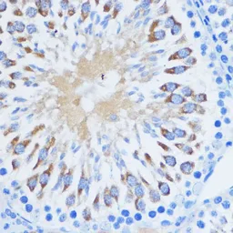Anti-PIWIL1 antibody used in IHC (Paraffin sections) (IHC-P). GTX54631