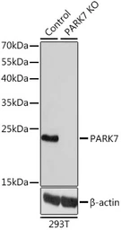 Anti-Park7 / DJ-1 antibody used in Western Blot (WB). GTX54642